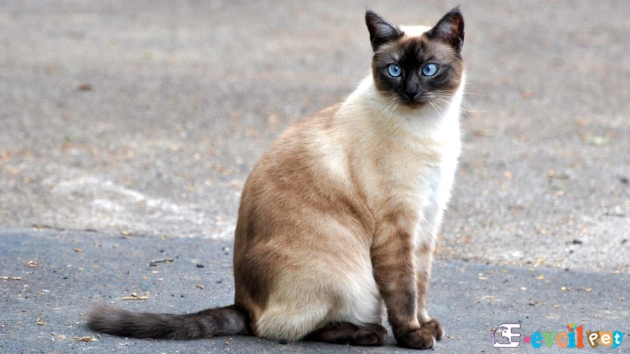 Siyam Karakter Özellikleri