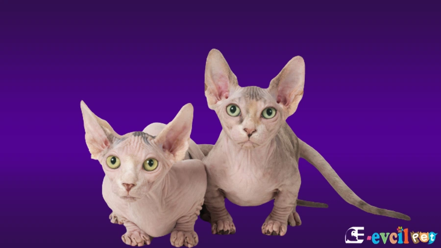 Bambino Temel Eğitimi ve Tuvalet Eğitimi