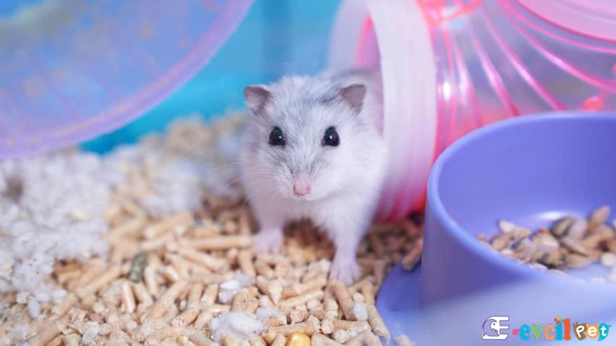 Hamster