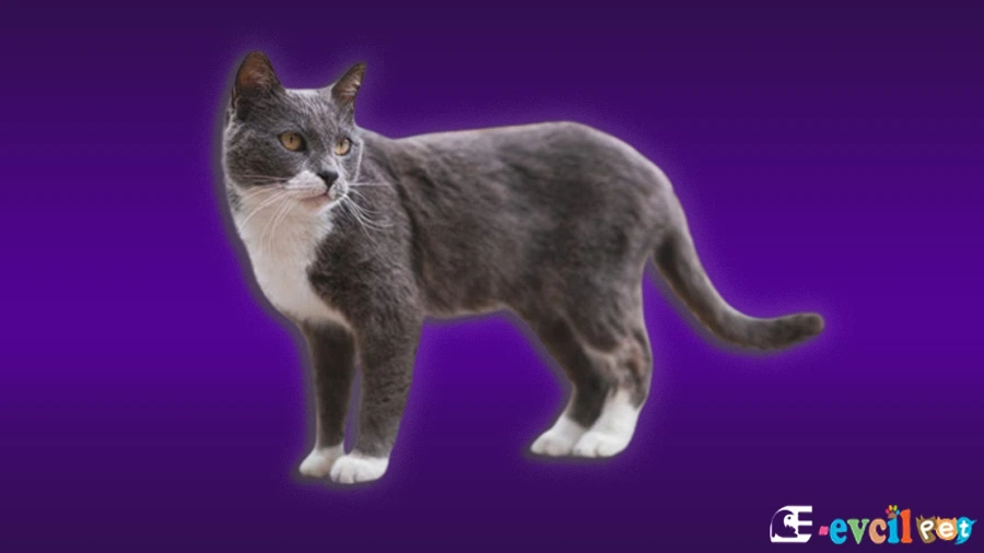 Brazilian Shorthair Kedi