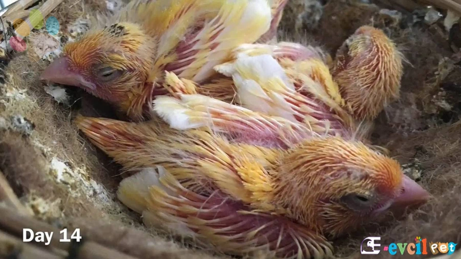 Kanarya Üretimi Nasıl yapılır