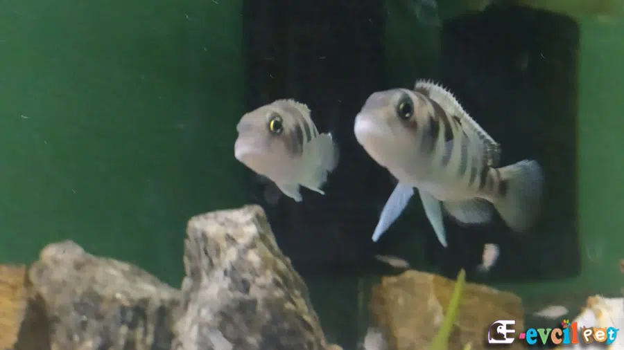 Neolamprologus meeli