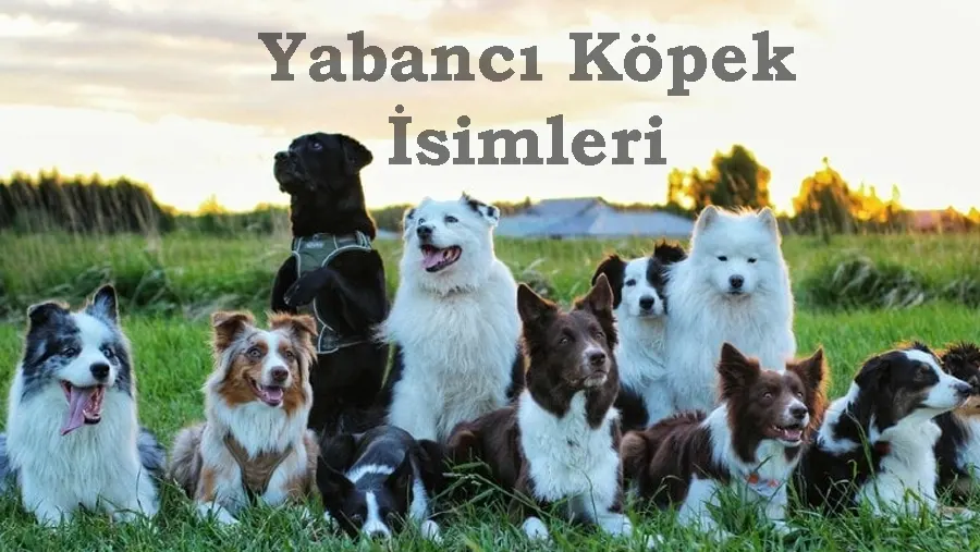 Yabancı Köpek İsimleri