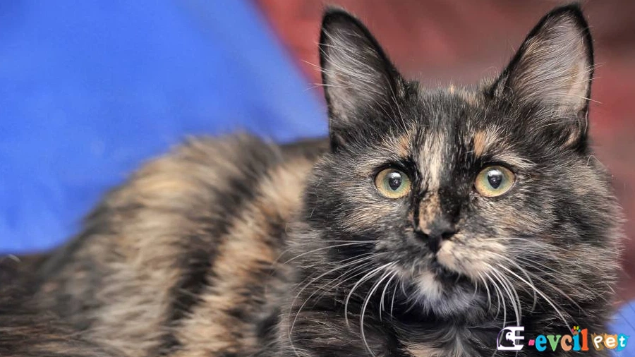 Tortoiseshell Temel Eğitimi ve Tuvalet Eğitimi