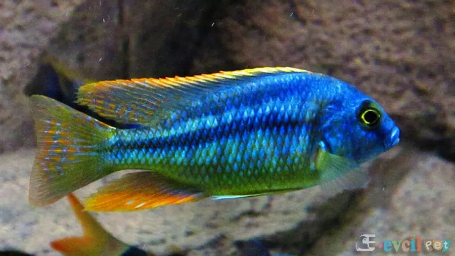 Chilotilapia Rhoadesii Erkek