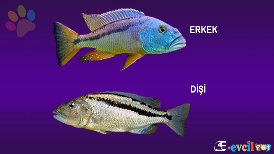 Aristochromis Christyi Üremesi Cinsiyet