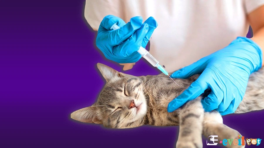 Yavru kedi aşı takvimi