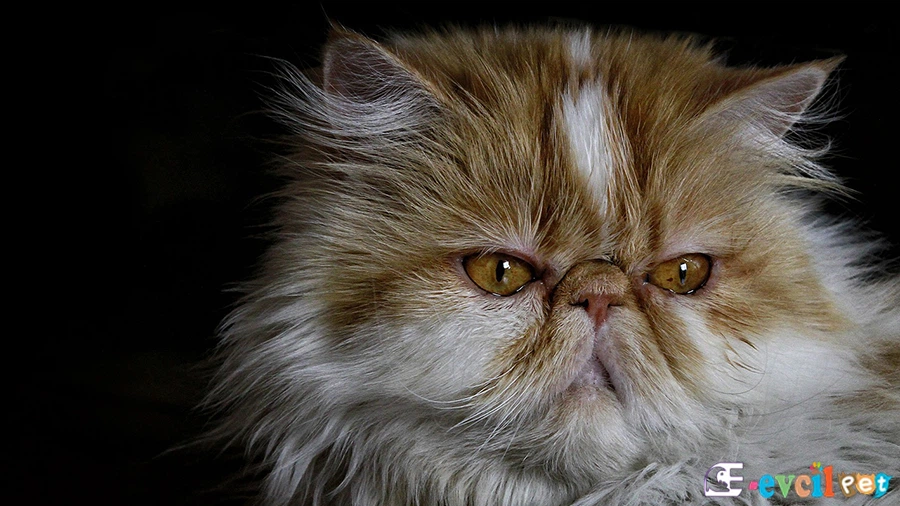 İran Kedisi (Persian) Bakımı ve Beslenmesi