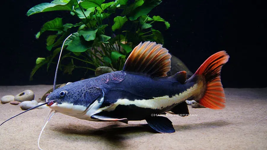 Kırmızıkuyruk Kedibalığı Akvaryumda (Phractocephalus hemioliopterus)