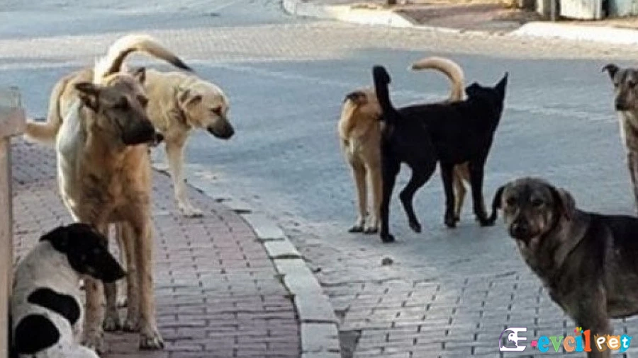 Sokö (Sokak Köpeği)