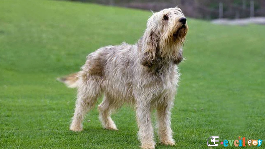 Otterhound Fiziksel Özellikleri (Su Samuru Tazısı)