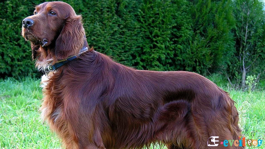 Irish Setter Karakter Özellikleri (İrlanda Seteri)
