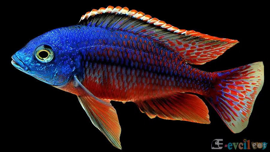 Protomelas taeniolatus (Taynatus) Yakın Çekim