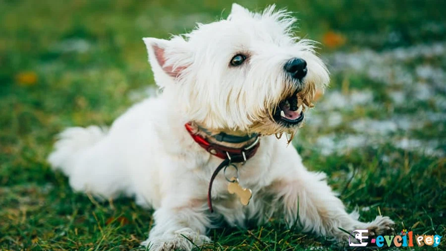 West Highland White Terrier West Highland White Terrier Genetik Sağlık Sorunları Hastalıkları