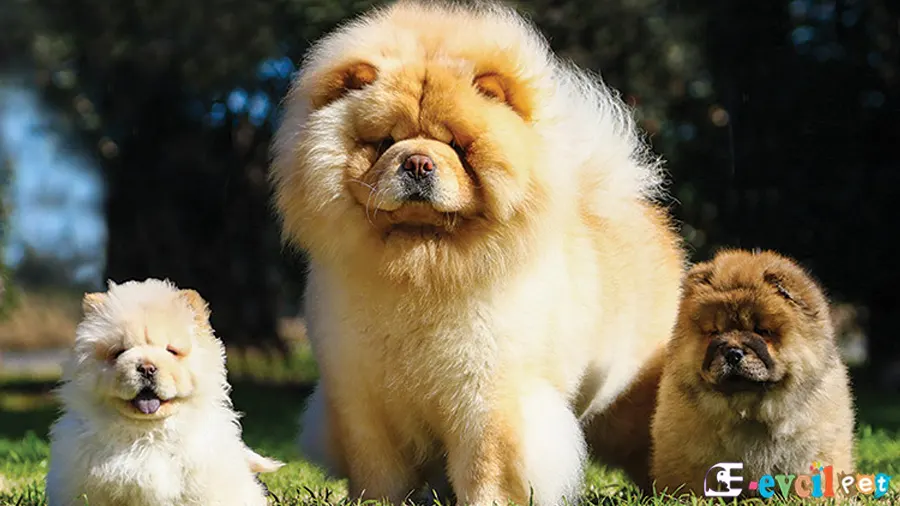 Chow Chow (Çin Aslanı) Chow Chow (Çin Aslanı) Fiziksel Özellikleri