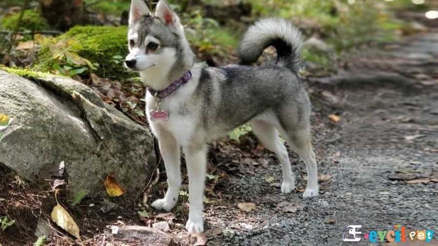 Alaskan Klee Kai Bakımı ve Beslenmesi