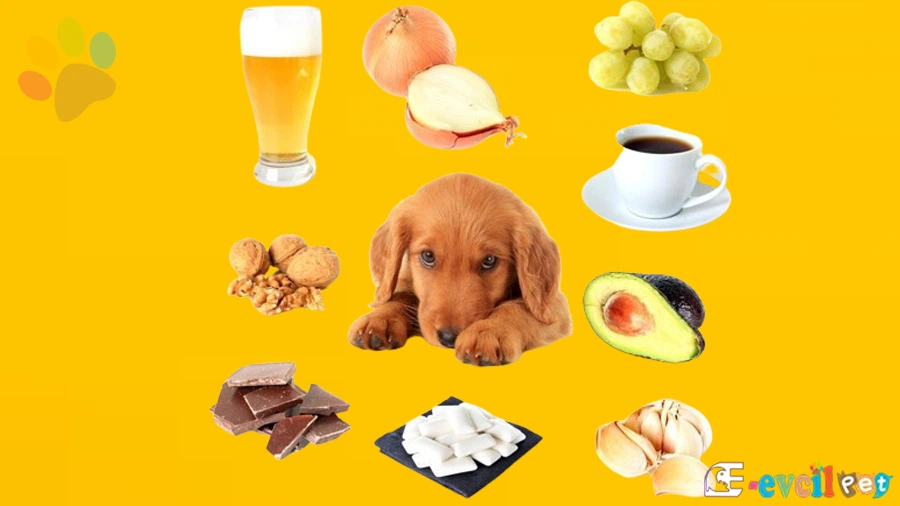 Köpekler için zararlı yiyecekler