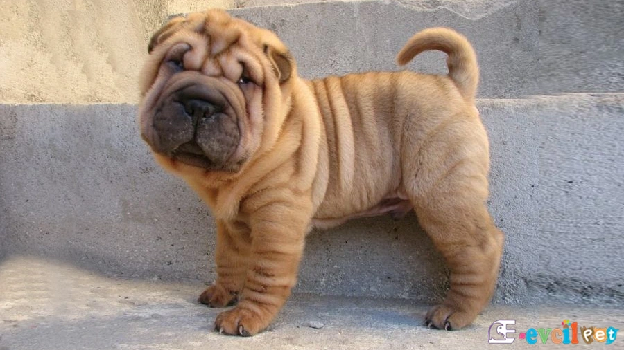Chinese Shar Pei Chinese Shar Pei