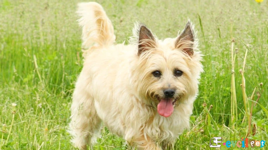 Cairn Terrier Cairn Terrier Fiziksel Özellikleri