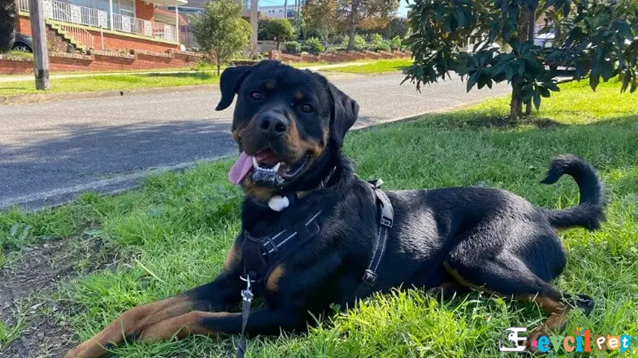 Rottweiler Bakımı ve Beslenmesi