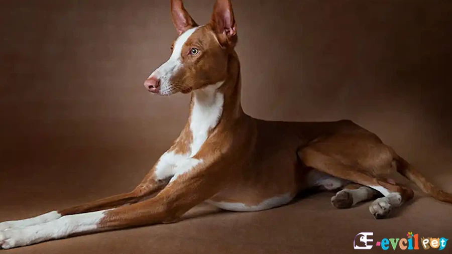 İbizan Hound (İbiza Tazısı Karakter Özellikleri)