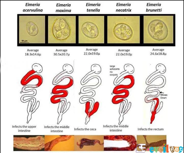 Coccidiosis (Koksidiyoz) dışkı örneği