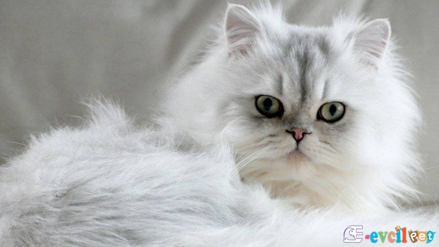 İran Kedisi (Persian) Fiziksel Özellikleri