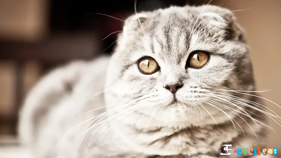Scottish Fold Fiziksel Özellikleri