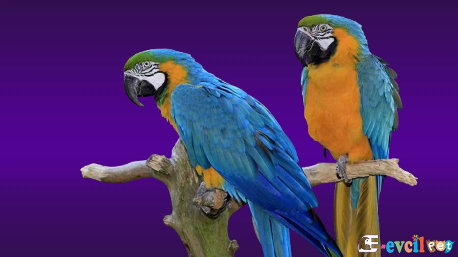Ara Macaw Papağanı