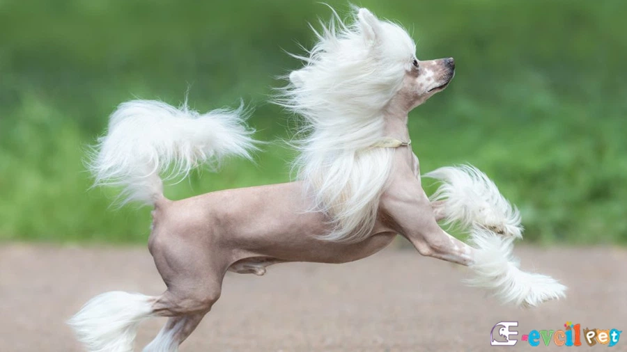 Tüysüz Çin Köpeği Cinsi (Chinese Crested) Genetik Sağlık Sorunları Hastalıkları