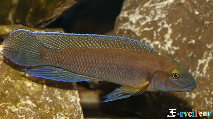 Chalinochromis cyanophleps Canlı Renkleri