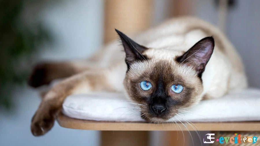 Siyam Fiziksel Özellikleri