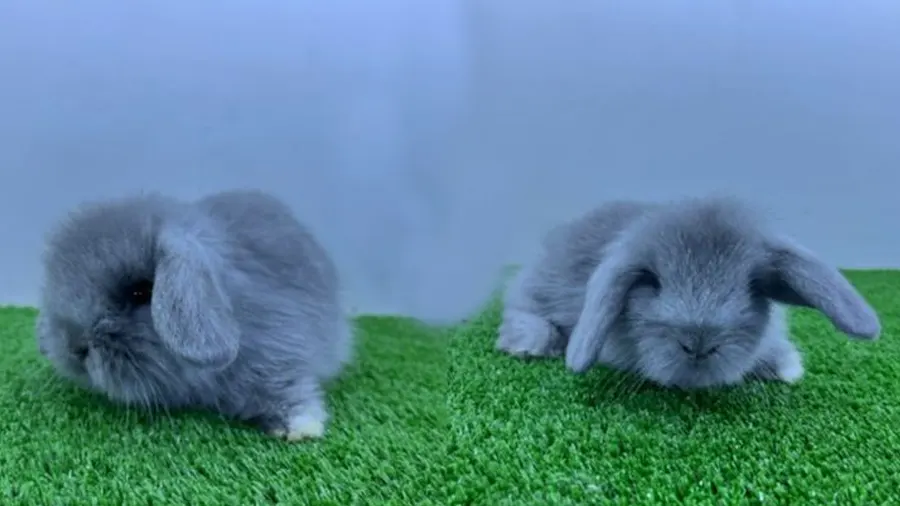 Hollanda Lop Tavşanları Gebelik ve Yavrulama