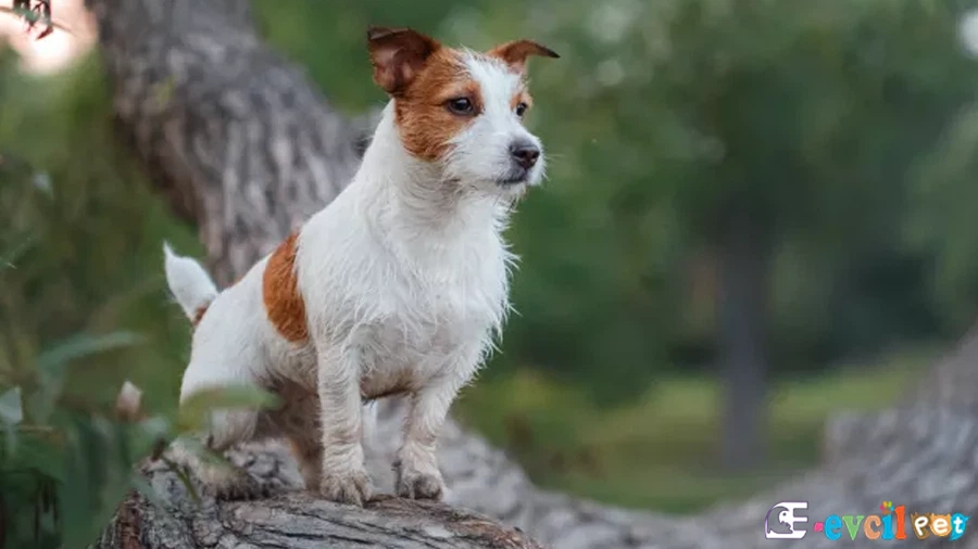 Parson Rusell Terrier Temel Eğitimi ve Tuvalet Eğitimi