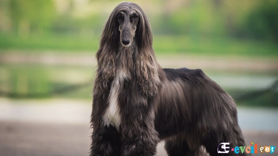 Afgan Tazısı Temel Eğitimi ve Tuvalet Eğitimi