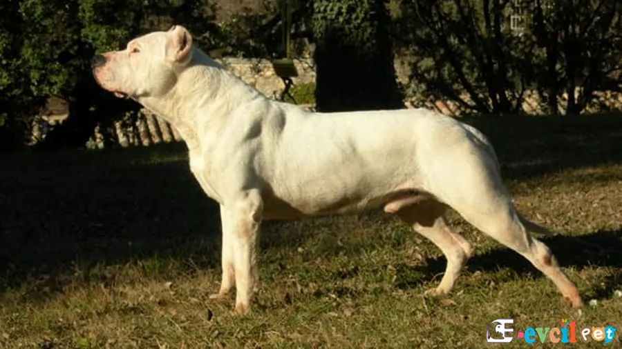 Dogo Argentino Temel Eğitimi ve Tuvalet Eğitimi