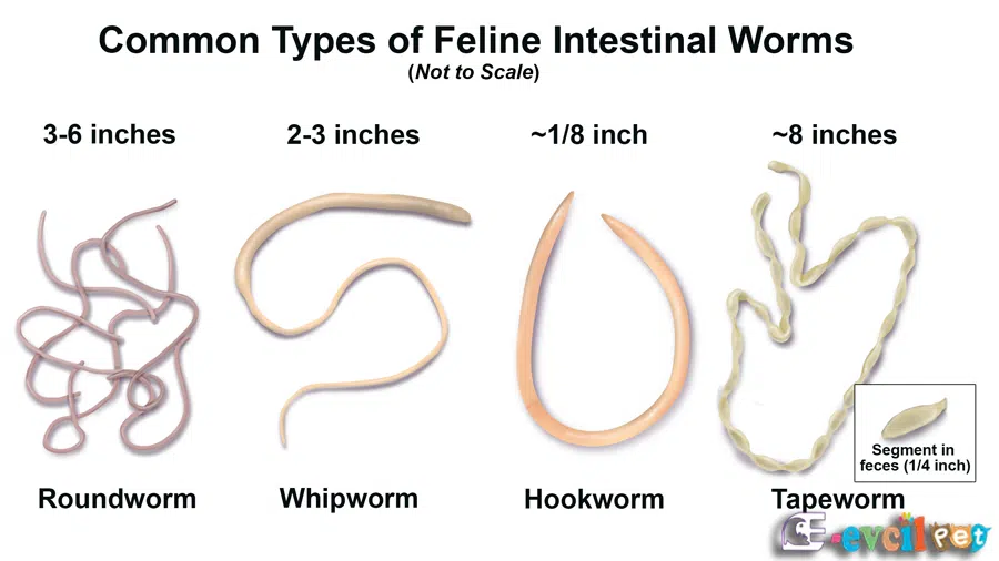 Kedilerde Parazit Belirtileri Nelerdir?