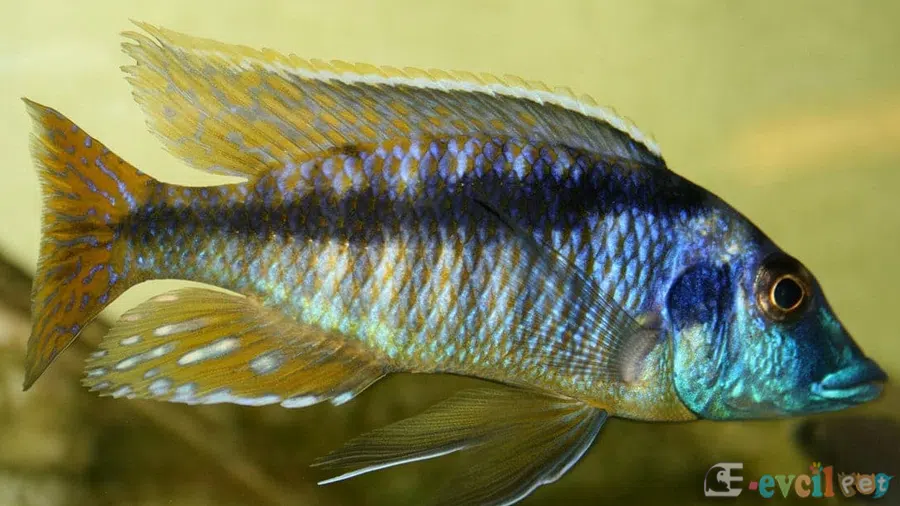 Mylochromis Lateristriga Erkek Yakın Çekim
