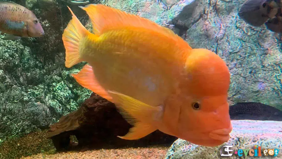 Midas Cichlid (Amphilophus citrinellus)