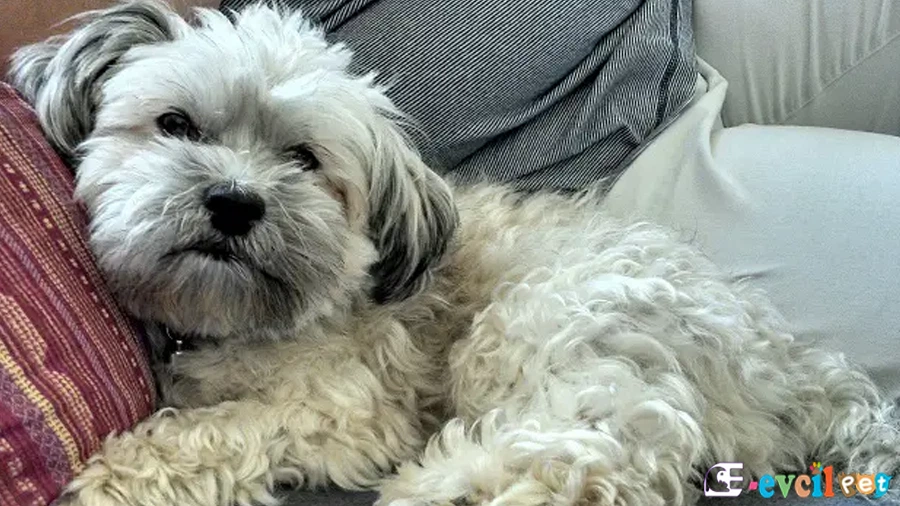 Russian Tsvetnaya Bolonka Temel Eğitimi ve Tuvalet Eğitimi