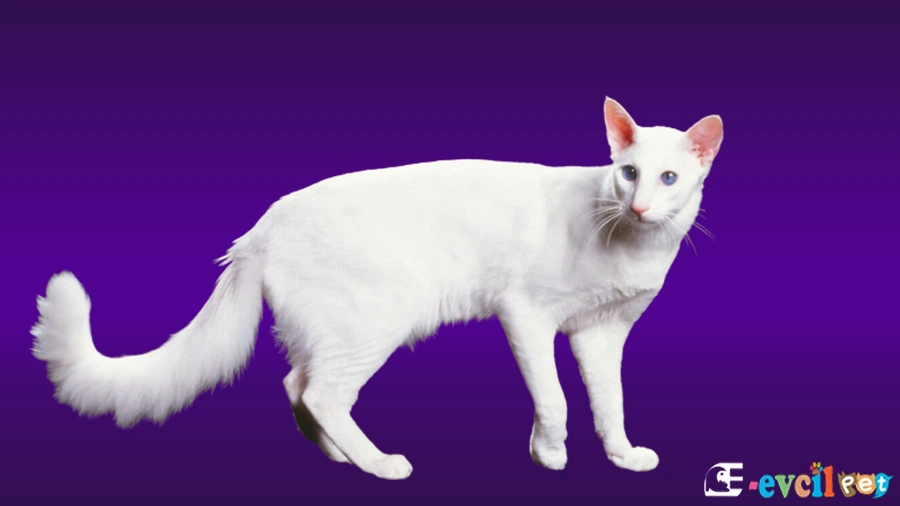 Javanese Temel Eğitimi ve Tuvalet Eğitimi