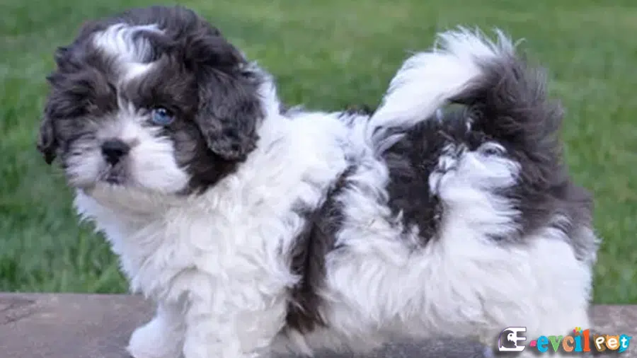 Siyah Beyaz Peekapoo