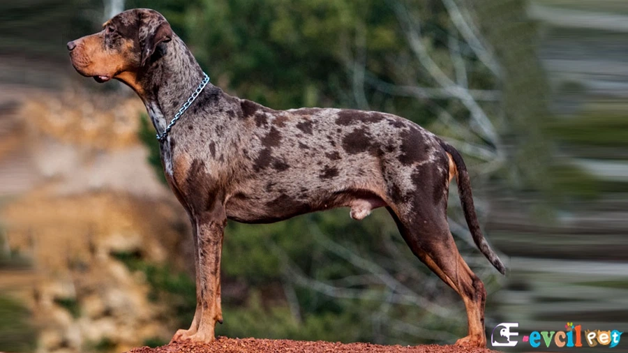 American Leopard Hound (American Leopard Cur) American Leopard Cur Bakımı ve Beslenmesi