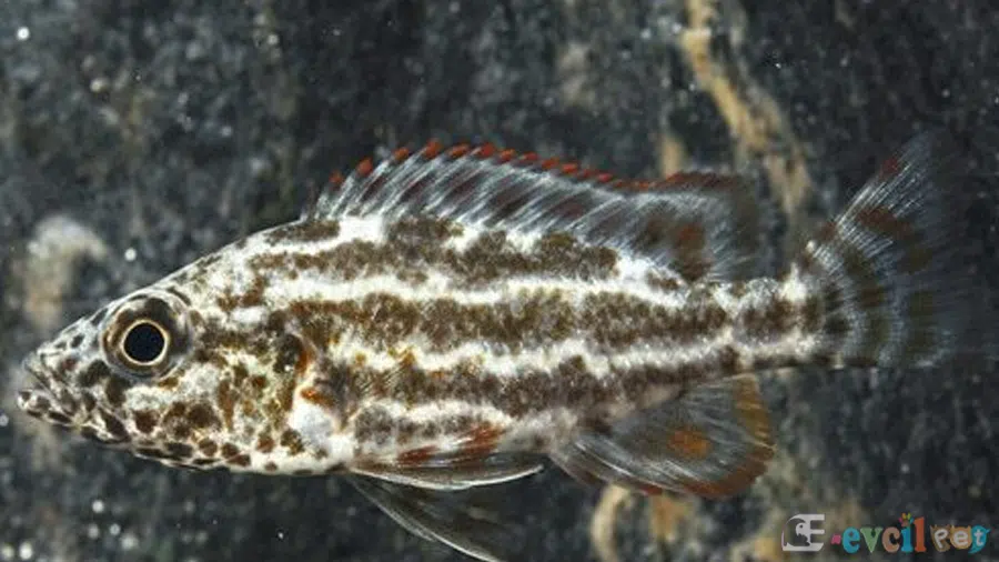 Nimbochromis Polystigma Kaya Dibinde