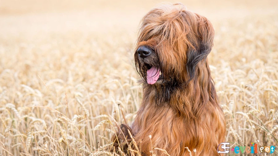 Briard Karakter Özellikleri