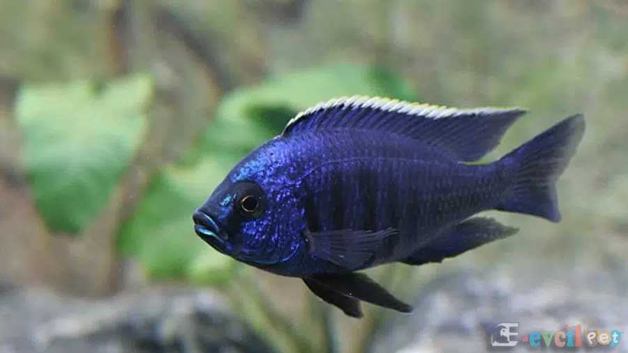 Copadichromis azureus Erkek