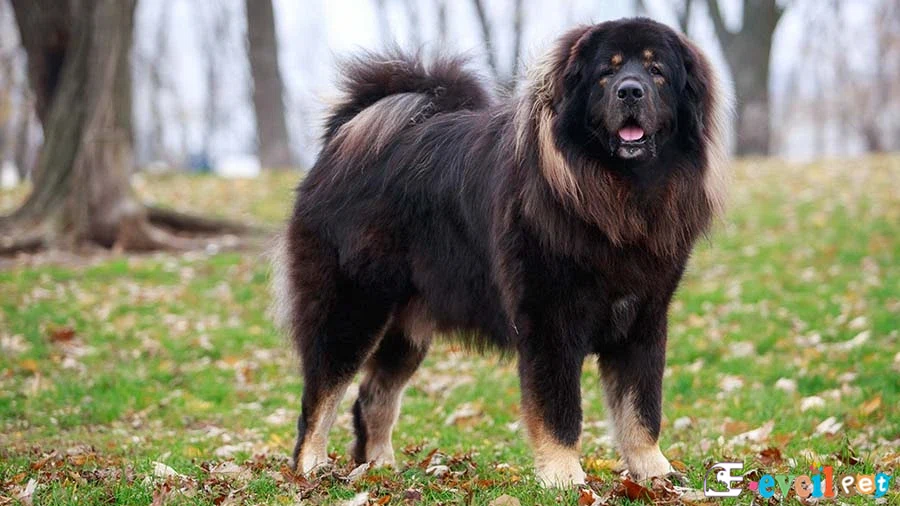 Tibet Mastifi (Tibetan Mastiff) Tibet Mastifi Bakımı ve Beslenmesi (Tibetan Mastiff)