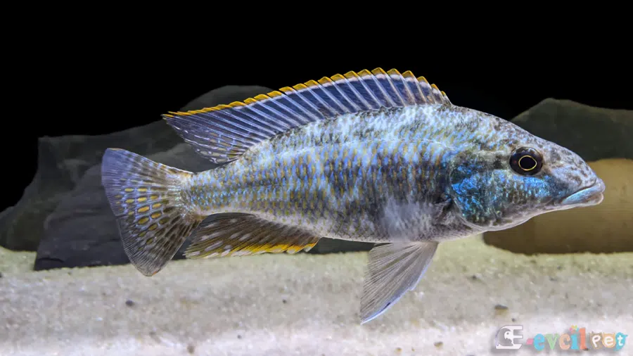 Nimbochromis Linni Akvaryumu