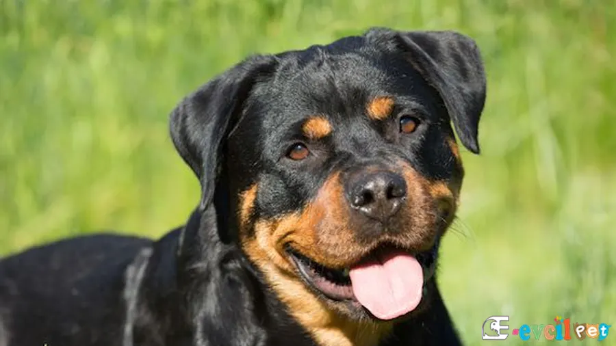 Rottweiler Fiziksel Özellikleri