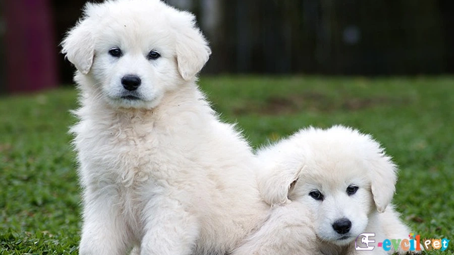 Kuvasz Genetik Sağlık Sorunları Hastalıkları